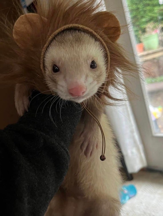 Customer photo of a pet with the Lion dark mane halloween costume for small pet
