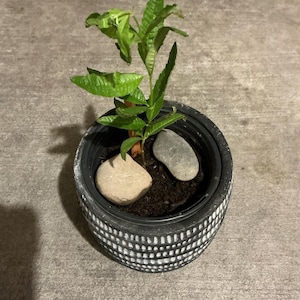 Ysabel ha añadido una foto de su compra