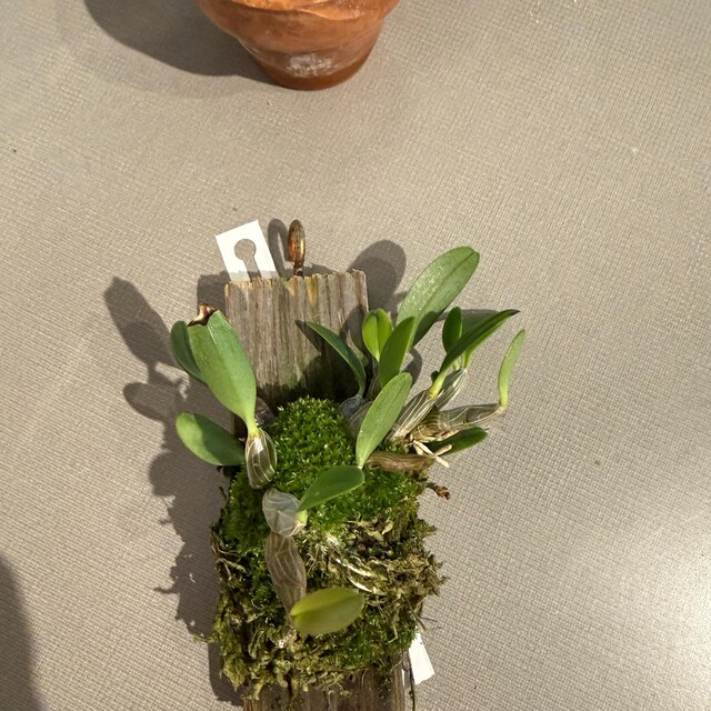 Collection species orchid/ Dendrobium jenkinsii / Compact plant/ 2