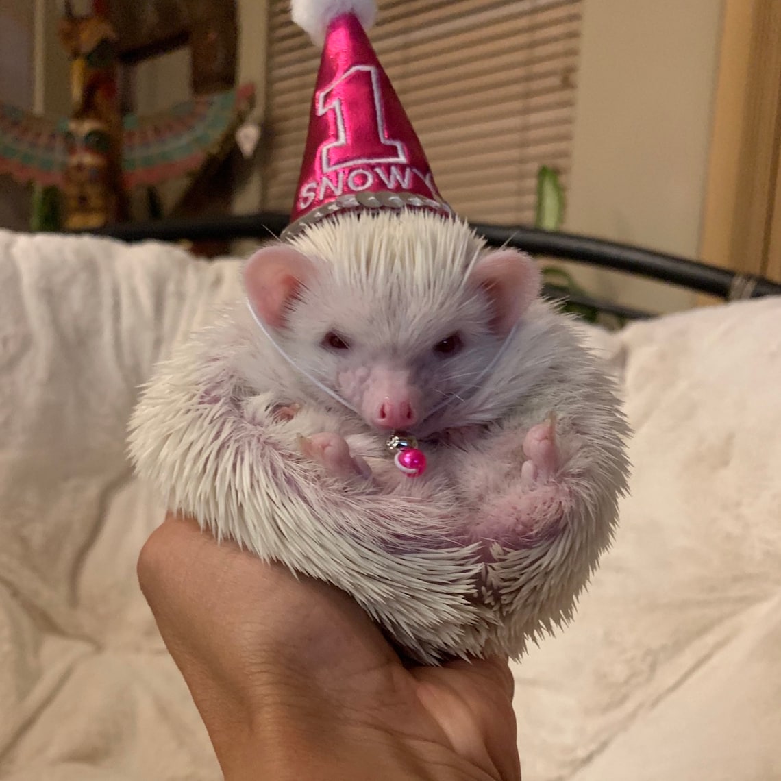 Customer photo of a pet with the First Birthday hat and matching tie or bow