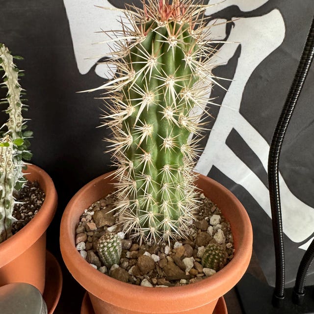 Stenocereus Eruca (creeping Devil) Live Cactus Desert Plants