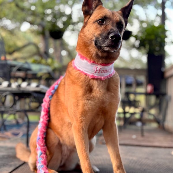 Custom Ribbon Display, Dog Award Ribbon Display Rack, Dog Rosette ...