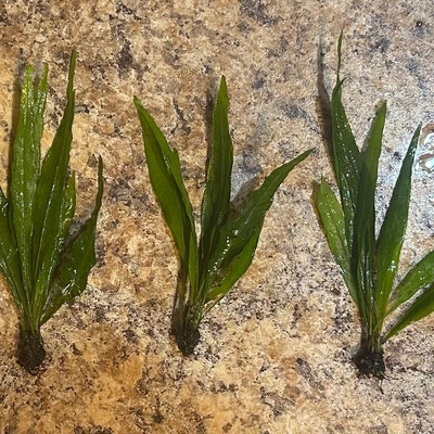 Java Fern Narrow-leaf microsorum Pteropus 'narrow' BUY3GET1FREE Live ...
