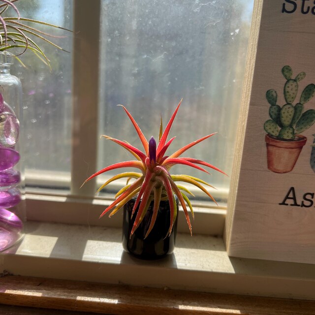 Ionantha Huamelula Mini Air Plant: Turns From Green to Red - Etsy