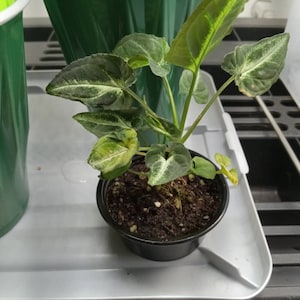 William added a photo of their purchase