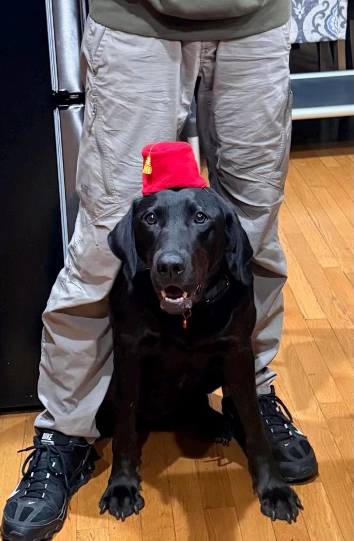 Customer photo of a pet with the Mini Pet Fez Hat