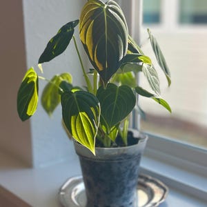 Erin a ajouté une photo de son achat