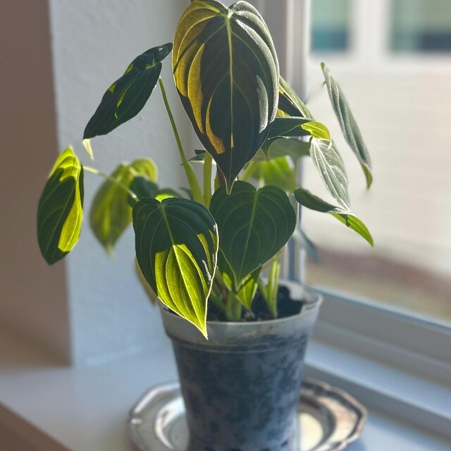 Philodendron Melanochrysum - Black Gold - Easy Care Plant - Multiple Sizes  - Live Houseplant - Etsy