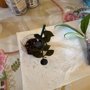 Faviola hat ein Foto des gekauften Artikels hinzugefügt