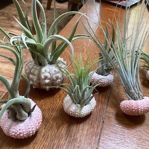 Bridget added a photo of their purchase