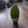 Epipremnum Pinnatum ‚Happy Leaf‘ — Panaschierte Efeutute, 12 Cm Topf, Pflegeleichte Luftreinigungs-Zimmerpflanze
