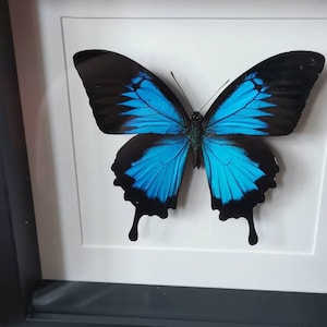 Aléa ha añadido una foto de su compra