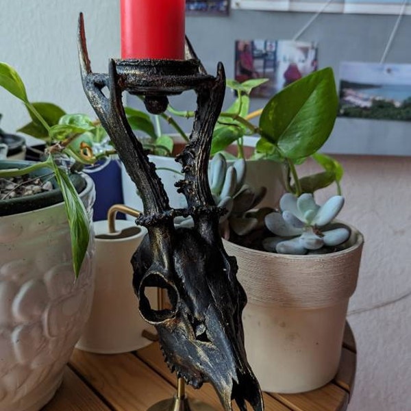 REAL Jackalope Taxidermy Mount: Rabbit Head With Horns for Alternative ...