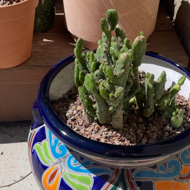 Opuntia Monacantha Monstrose ' Joseph's Coat' Cactus Rare