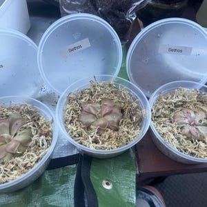 Miss added a photo of their purchase