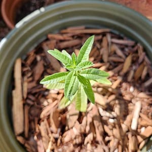 Bethany ha añadido una foto de su compra