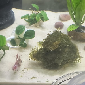 Plant added a photo of their purchase