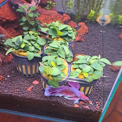 BUY 2 GET 1 FREE - Bucephalandra (Buce) Live Aquarium Plant Rhizomes - Freshwater, Tropical 2 thumbnail image