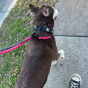 Petsmart prong best sale collar