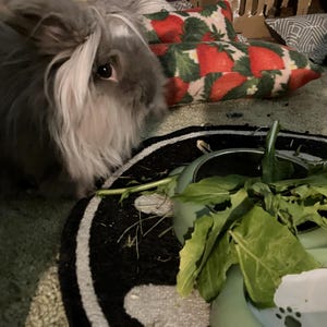Circus added a photo of their purchase