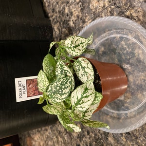 Hypoestes Polka Dot Plant White Splash, 2" Plant