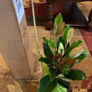 Eva added a photo of their purchase