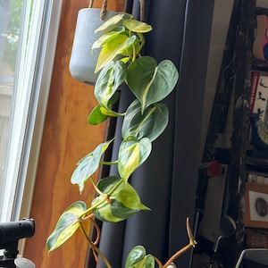 Kaylee added a photo of their purchase