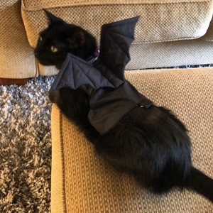 Halloween cat harness online