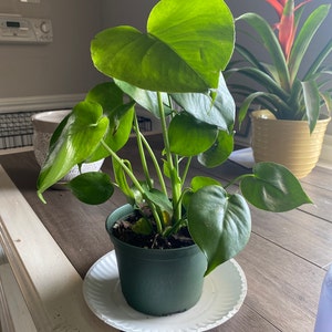 Amber added a photo of their purchase
