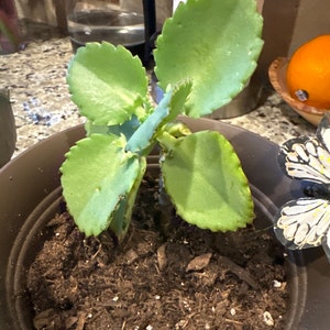 Carolyn added a photo of their purchase