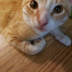 Brian ha añadido una foto de su compra