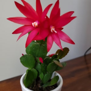 Jennifer added a photo of their purchase