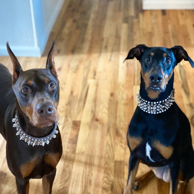 Handcrafted collars made specially for Your dog by KENTcollarss