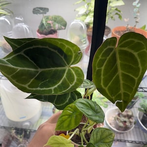 Katharyn added a photo of their purchase