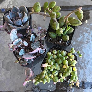 Psychic added a photo of their purchase