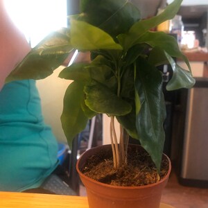 kathi added a photo of their purchase