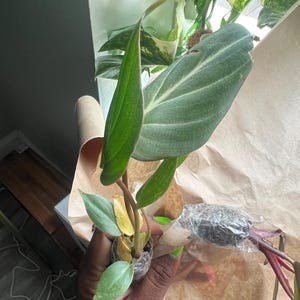 Latoya added a photo of their purchase