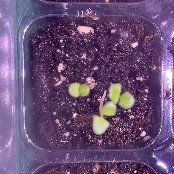 Lavender Pink (lavandula Angustifolia Rosea) - 20 Seeds - Etsy