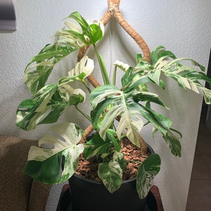 Jeffrey added a photo of their purchase