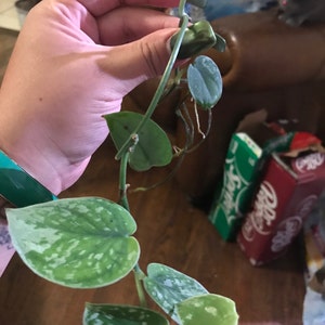 Anna added a photo of their purchase