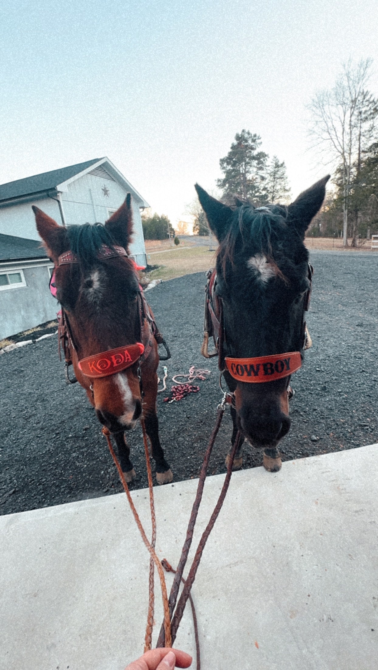 Skinny Bronc Poly Rope Halter
