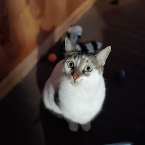 Annie heeft een foto van de aankoop toegevoegd