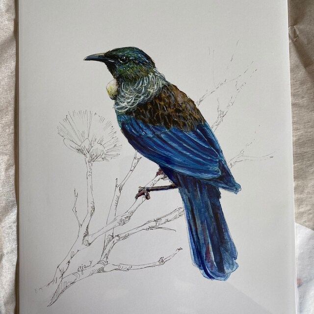 値下げ！ニュージーランド人気アーティストの鳥Tuiのキャンバス写真 Tui Print, Native Bird of New Zealand Painting - Etsy