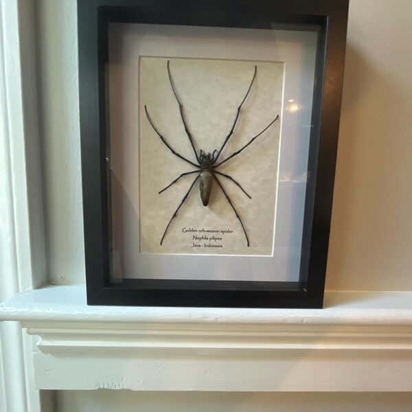 Java Yellow-kneed Tarantula Mounted in 9
