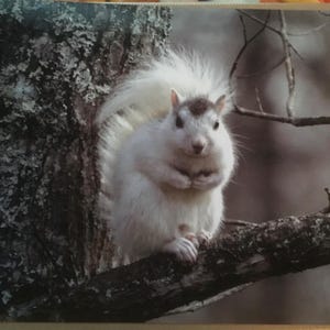 Tracy heeft een foto van de aankoop toegevoegd