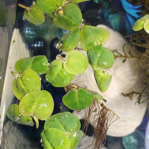 Heather hat ein Foto des gekauften Artikels hinzugefügt