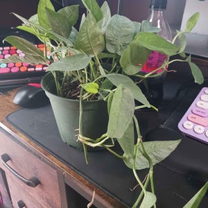 Mindy added a photo of their purchase