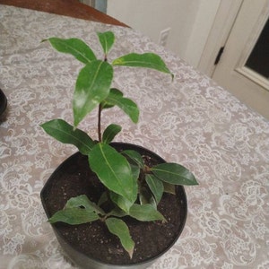 Stephanie added a photo of their purchase