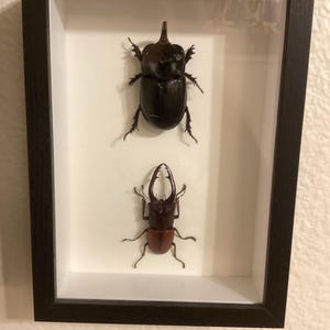 Rayeanna ha añadido una foto de su compra
