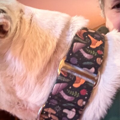 Baby Bear Dog Collar Martingale Dog Collar Clip Collar Dog Leash